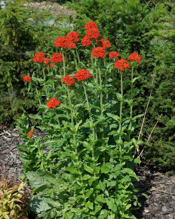 LYCHNIS CHALCEDONICA