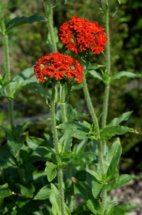 LYCHNIS CHALCEDONICA