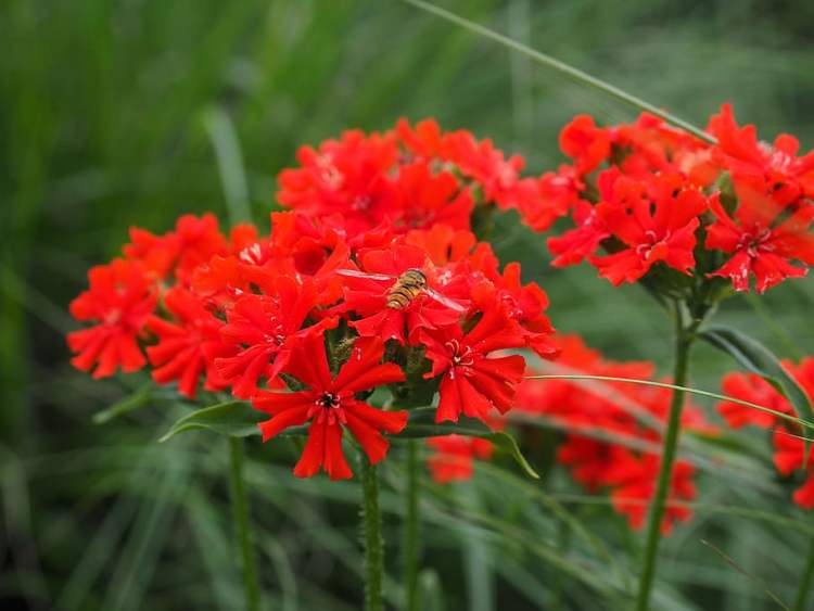 LYCHNIS CHALCEDONICA