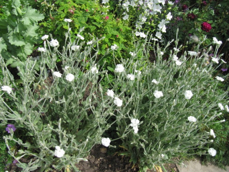 LYCHNIS CORONARIA ALBA