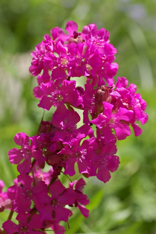 LYCHNIS VISCARIA SPLENDENS