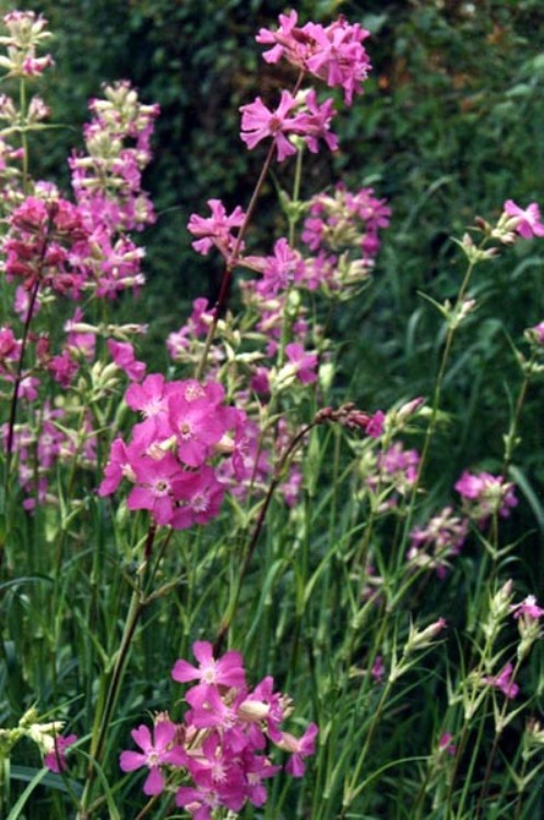 LYCHNIS VISCARIA SPLENDENS