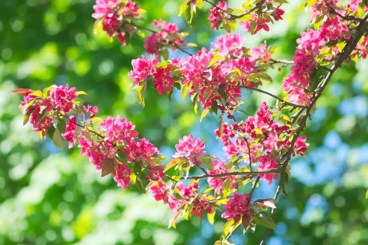 MALUS LISET
