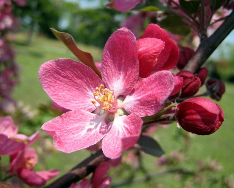 MALUS LISET