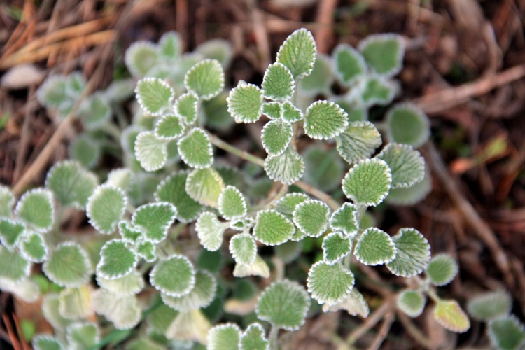 MARRUBIUM SUPINUM