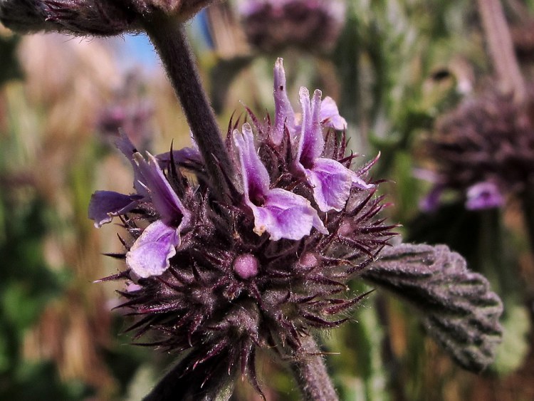 MARRUBIUM SUPINUM