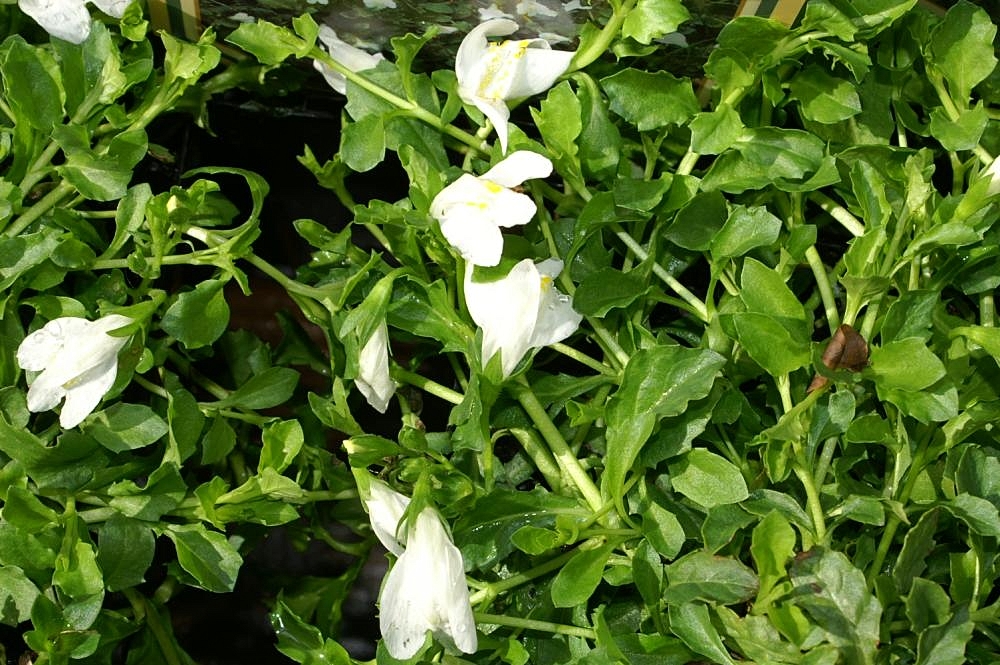 MAZUS REPTANS ALBA