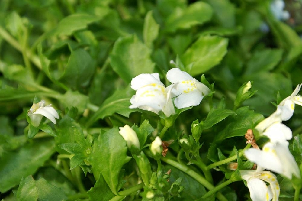 MAZUS REPTANS ALBA