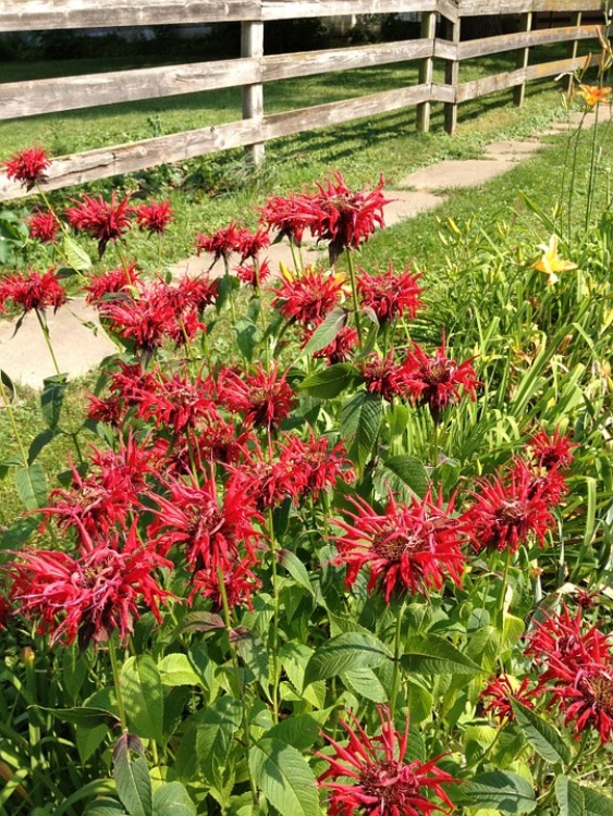 MONARDA DIDYMA