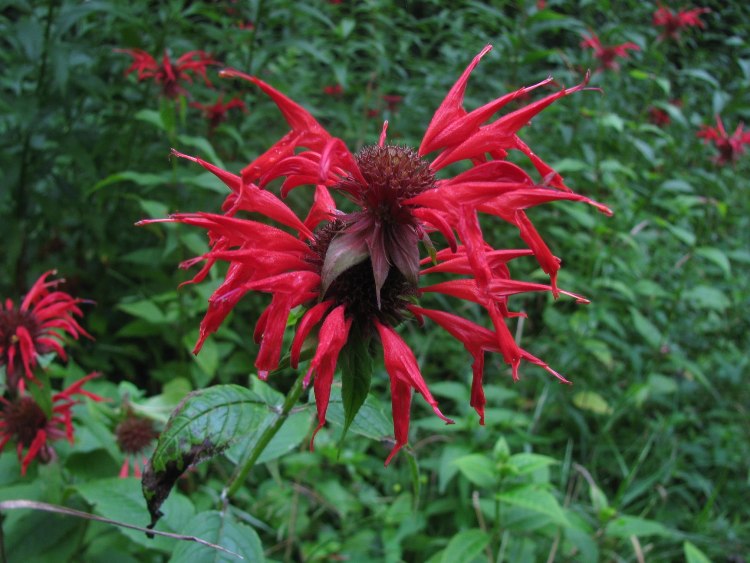 MONARDA DIDYMA