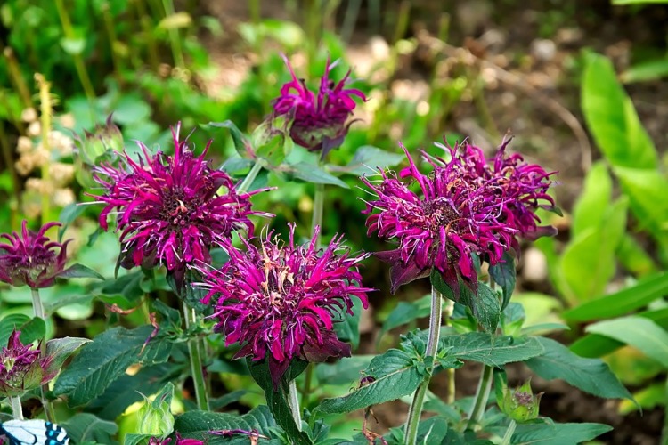 MONARDA HYBRIDA DONNERWOLKE
