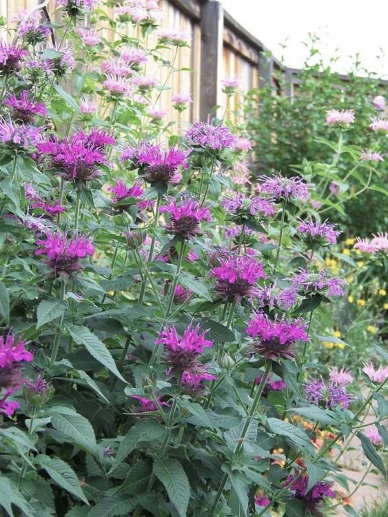 MONARDA HYBRIDA PRÄRIENACHT