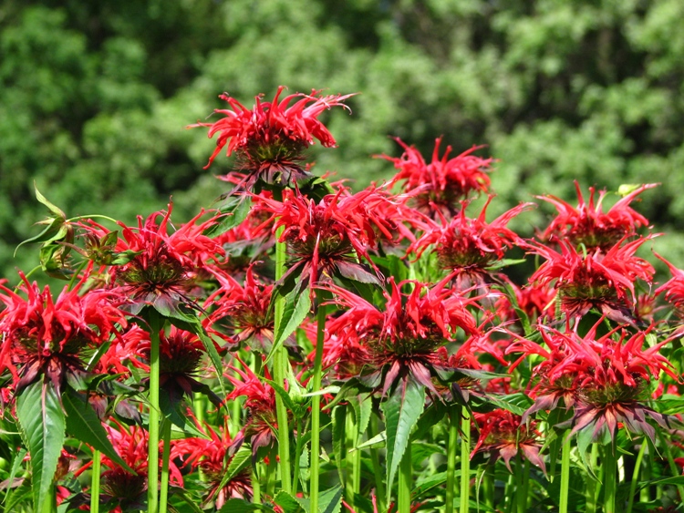 MONARDA HYBRIDA SQUAW