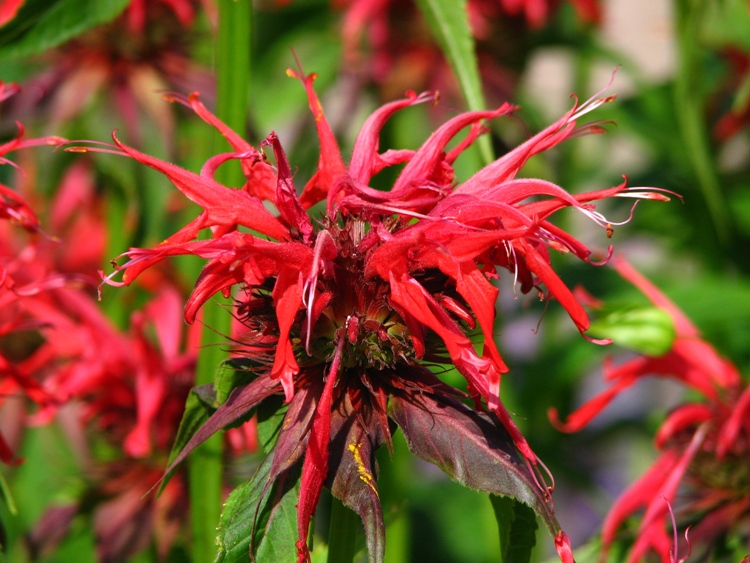MONARDA HYBRIDA SQUAW