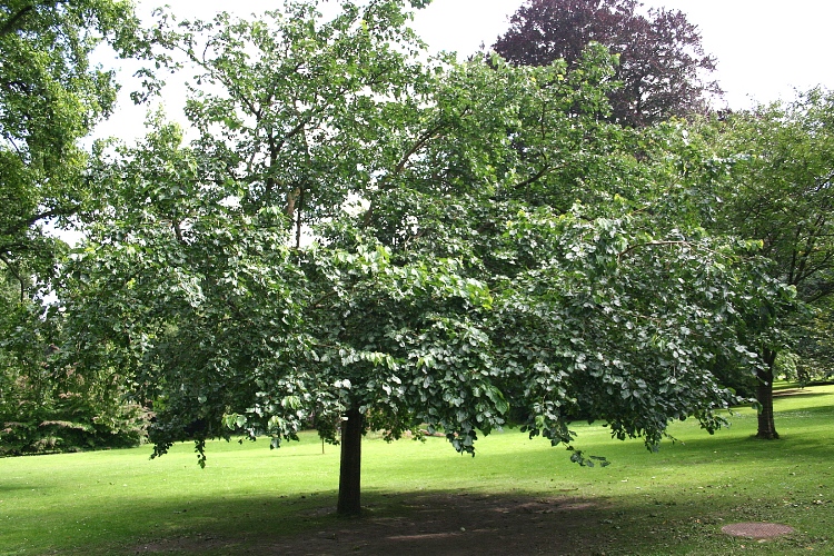 MORUS ALBA