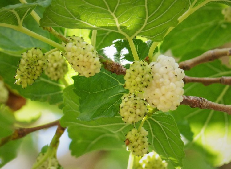 MORUS ALBA