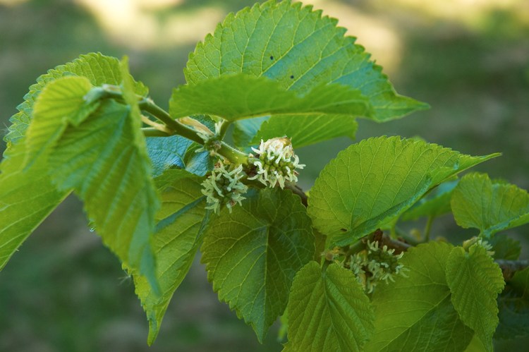 MORUS NIGRA