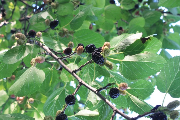 MORUS NIGRA