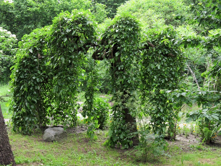 MORUS ALBA PENDULA