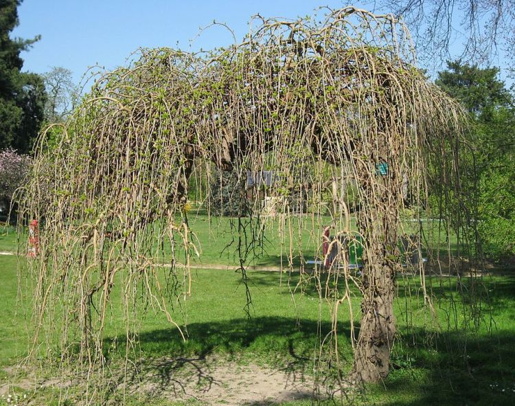 MORUS ALBA PENDULA