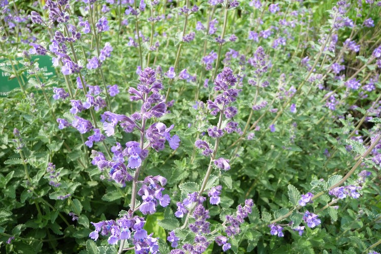 NEPETA FAASSENII SIX HILLS GIANT