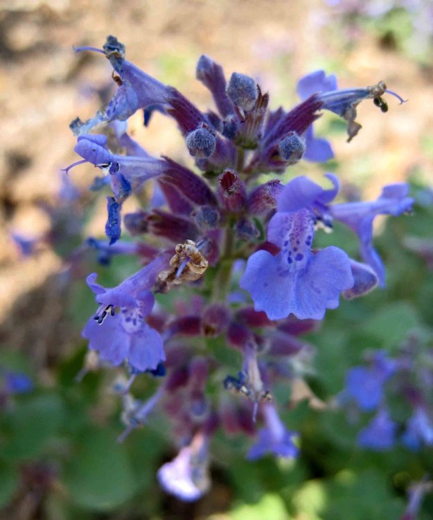 NEPETA FAASSENII SIX HILLS GIANT