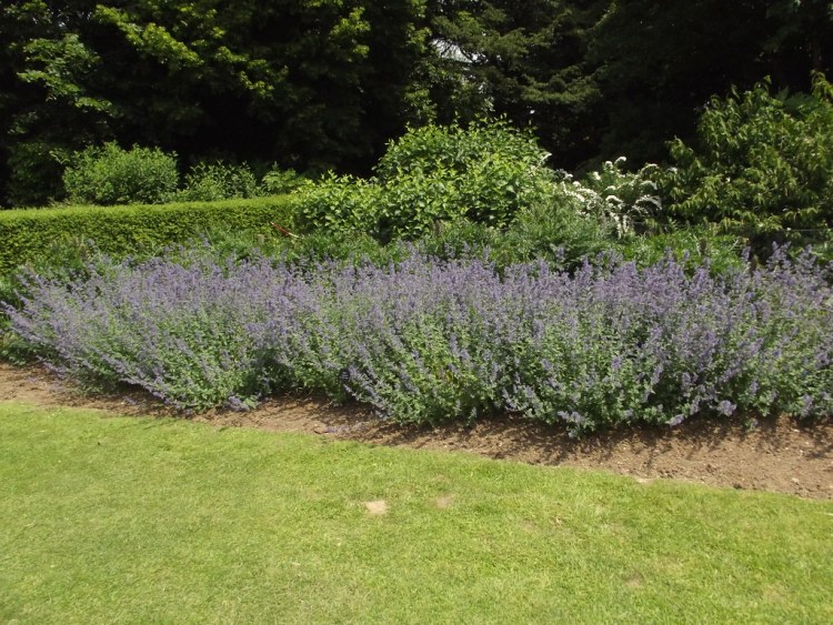 NEPETA FAASSENII SIX HILLS GIANT