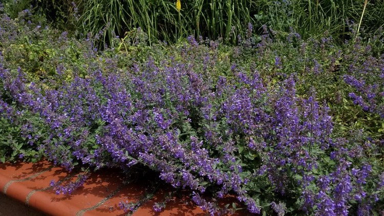 NEPETA FAASSENII WALKERS LOW