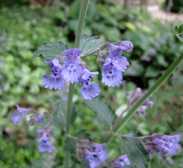 NEPETA FAASSENII WALKERS LOW