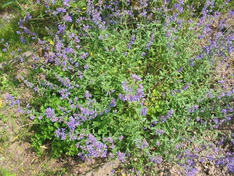 NEPETA GRANDIFLORA POOL BANK