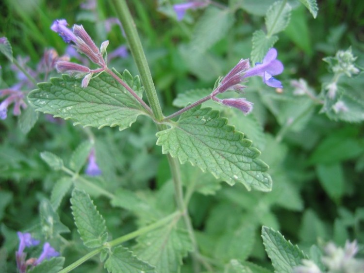 NEPETA GRANDIFLORA POOL BANK