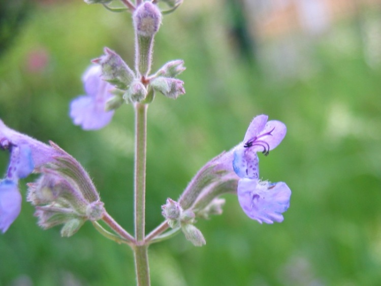 NEPETA GRANDIFLORA POOL BANK