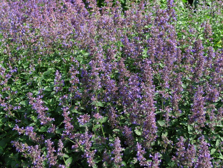 NEPETA MUSSINII
