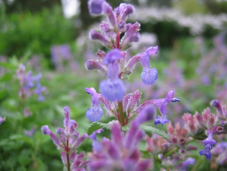 NEPETA MUSSINII