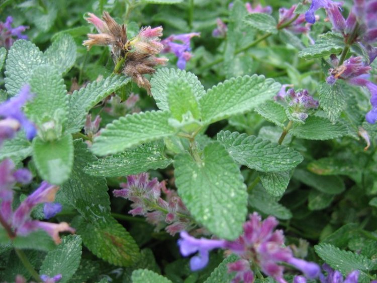 NEPETA MUSSINII