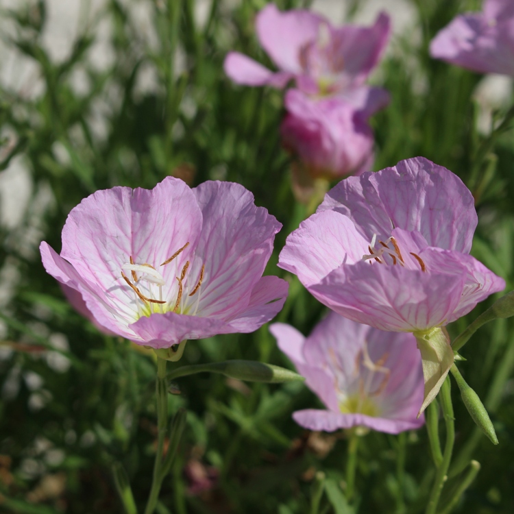 OENOTHERA BERLANDIERI SISKIYOU PINK