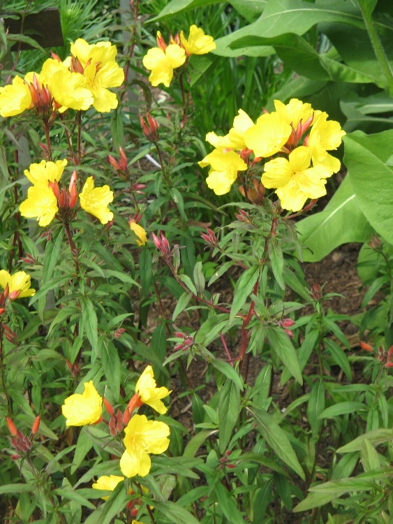 OENOTHERA TETRAGONA