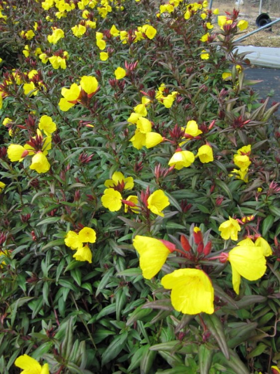 OENOTHERA TETRAGONA SONNENWENDE
