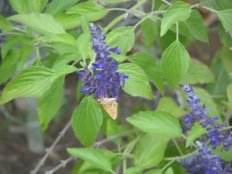 ORIGANUM LAEVIGATUM HERRENHAUSEN
