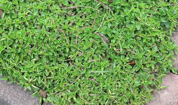 ORIGANUM VULGARE COMPACTUM