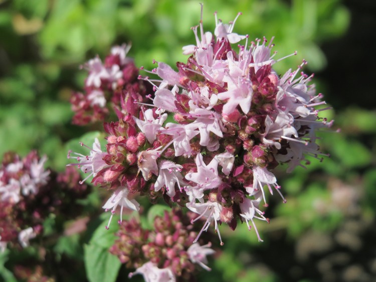ORIGANUM VULGARE COMPACTUM