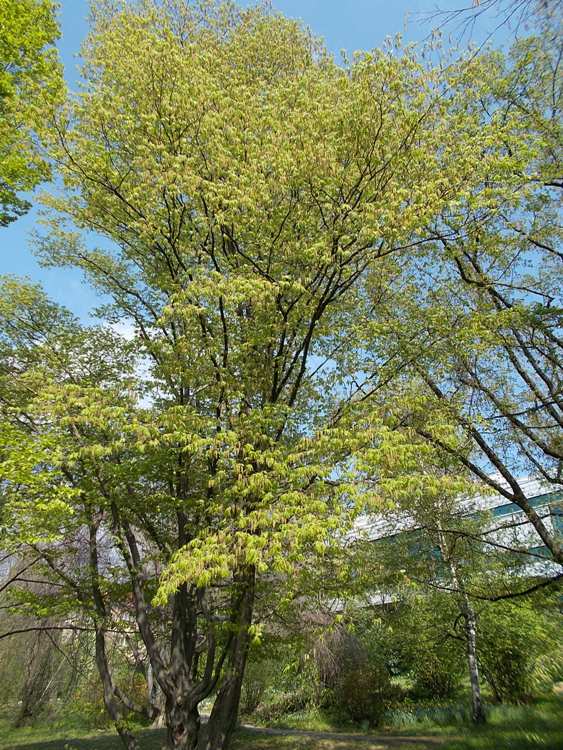 OSTRYA CARPINIFOLIA