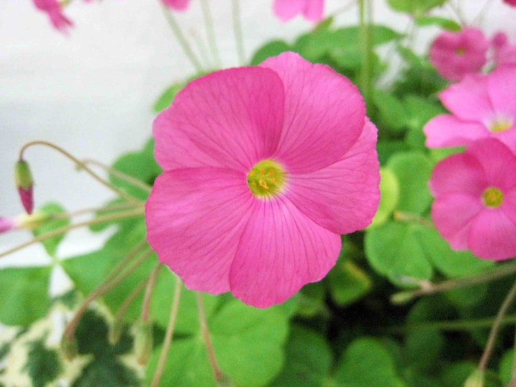 OXALIS BOWIEI