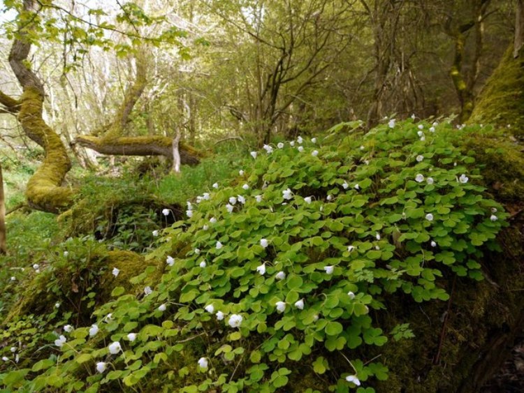 OXALIS FLORIBUNDA ALBA