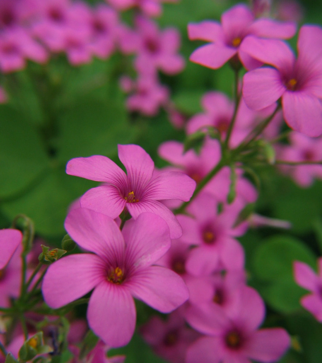 OXALIS FLORIBUNDA ROSA