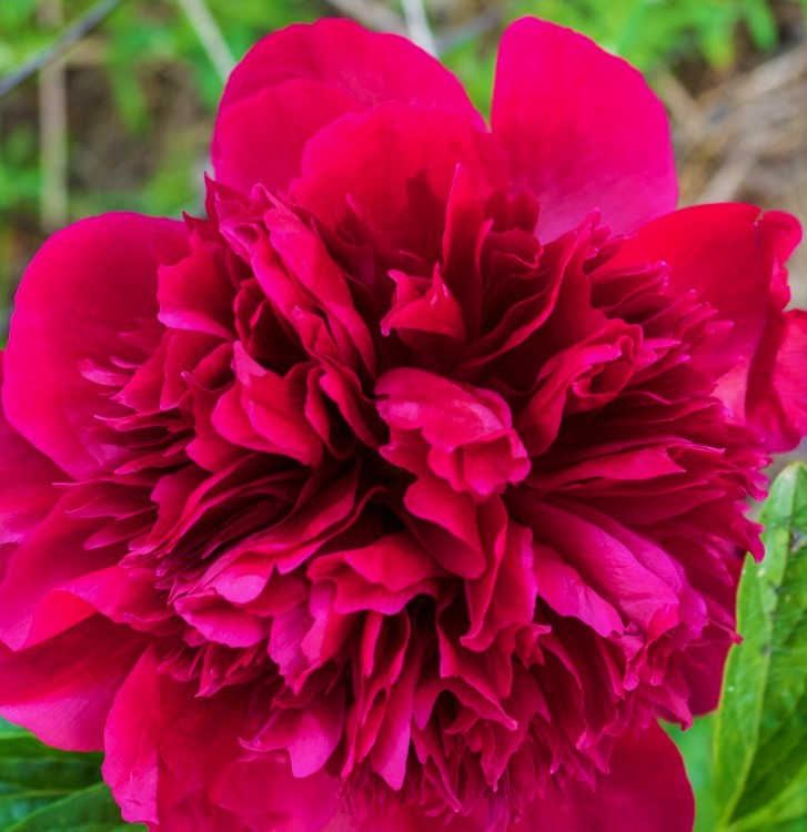 PAEONIA OFFICINALIS RUBRA PLENA