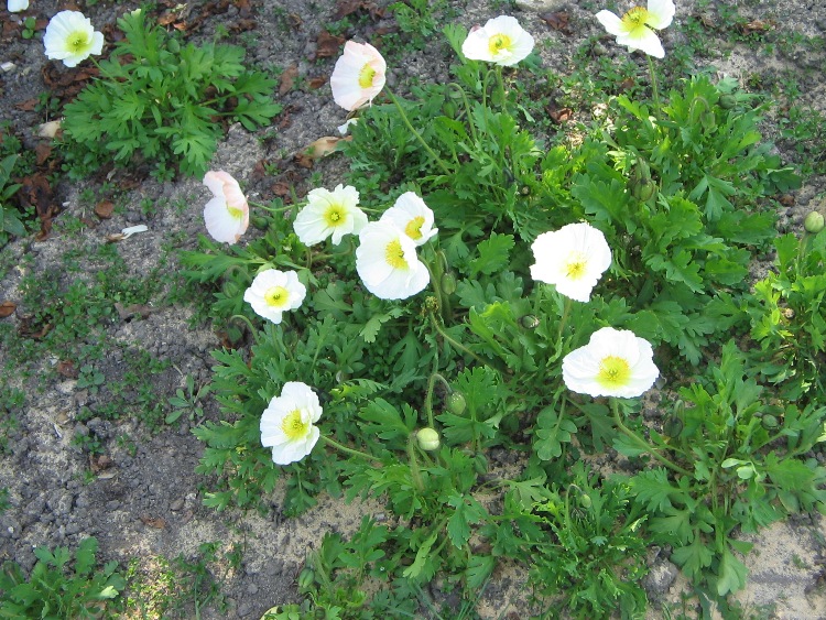 PAPAVER ALPINUM