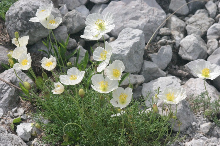 PAPAVER ALPINUM