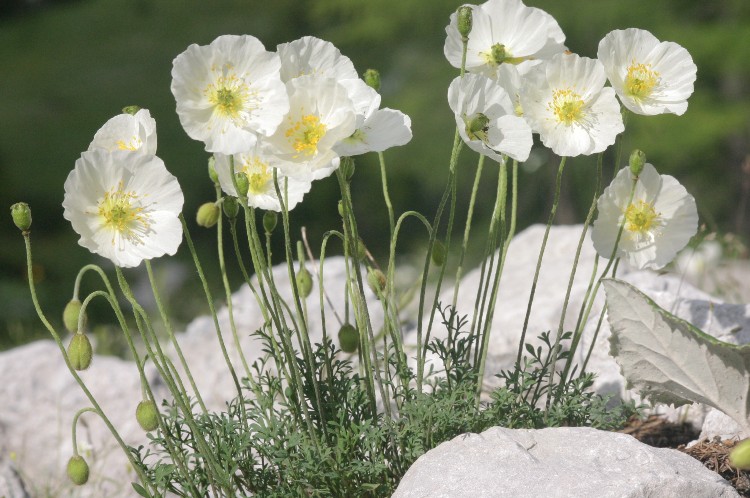 PAPAVER ALPINUM