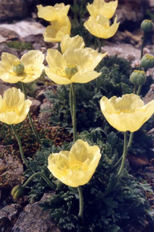 PAPAVER MIYABEANUM PACINO